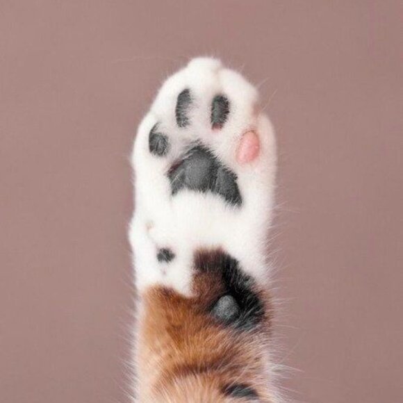 Meet your Posher, Posh - Picture 2 of 3